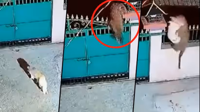 Leopard attacks pet dog after jumping over the gate; chilling moment goes viral