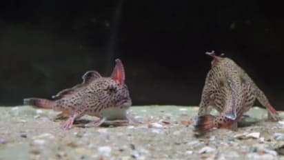 ऑस्ट्रेलिया में दिखी चलने वाली मछली, 22 साल पहले भी सामने आई थी ये चमत्कारिक गुलाबी हैंडफिश