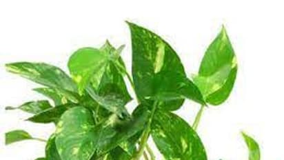 আর্থিক জটিলতা দূর করতে ঘরে রাখুন মানি প্ল্যান্ট, রইল পাঁচ ধরনের গাছের হদিশ