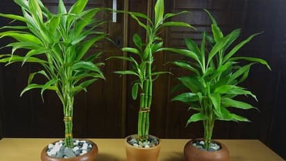 Vastu Tips: বাড়ির এই দিকে বাঁশ গাছ রাখলেই হবে টাকার বৃষ্টি, জেনে নিন বাস্তুর এই টিপসগুলি