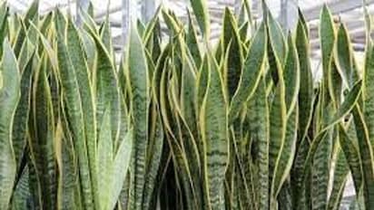 Benefits of snake plant: ಈ ಸಸ್ಯ ಸುತ್ತಲಿದ್ದರೆ, ಕೈ ಹಾಕಿದ ಕೆಲಸದಲ್ಲೆಲ್ಲ ಯಶಸ್ಸು