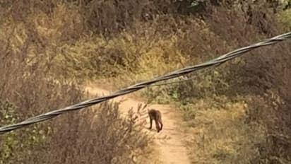 MP: Attempts continue to rescue leopard that strayed into Chhatarpur residential area on Thursday morning