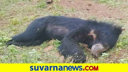 Bears Killed in Road Accidents: ಸರ್ಕಾರದ ನಿರ್ಲಕ್ಷ್ಯಕ್ಕೆ ಇನ್ನೆಷ್ಟು ಕರಡಿಗಳ ಬಲಿ ಬೇಕು?