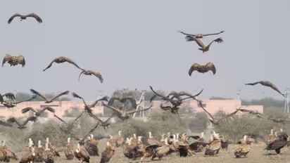 देश में यहां लगता है गिद्धों का मेला, हजारों मील दूर उज्बेकिस्तान, मंगोलिया और रशिया से आते हैं वल्चर