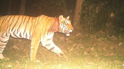 Wayanad Tiger Attack : സന്നാഹമൊരുക്കിയത് വിഫലമായി; കുറുക്കന്മൂലയിലെ കടുവക്കായുള്ള തിരച്ചില് നിര്ത്തി