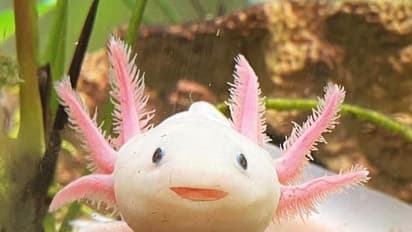 Walking Pink Fish : 'നടക്കാന്‍' കഴിയുന്ന അപൂര്‍വ്വമല്‍സ്യത്തെ 22 വര്‍ഷത്തിനു ശേഷം കണ്ടെത്തി