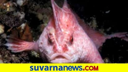 Endangered Species: ಅಪರೂಪದ ನಡೆದಾಡುವ ಪಿಂಕ್‌ ಹ್ಯಾಂಡ್‌ಫಿಶ್‌ ಪತ್ತೆ