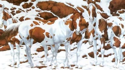 Optical illusion: ഈ ഫോട്ടോയില് എത്ര കുതിരകളുണ്ട്?