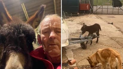 Donkey rejected by mother : അമ്മയുപേക്ഷിച്ചുപോയ കഴുതക്കുട്ടിക്ക് കുപ്പിപ്പാൽ നൽകി ഉടമ, കൂട്ടായി നായകള്‍