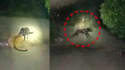 महाराष्ट्र में अपनी गली में कुत्ता बना शेर, Leopard को जबड़े में यूं दबाया कि उठ भी ना सका...पढ़िए रोचक खबर