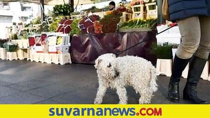 Woman Bites: ನಾಯಿ ವಿಚಾರವಾಗಿ ಜಗಳ... ಶ್ವಾನದ ಮಾಲಕಿಗೆ ಕಚ್ಚಿದ್ದು ನಾಯಿ ಅಲ್ಲ ಮಹಿಳೆ...!