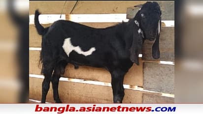 Assam Goat: ছাগলের পেটে কি সত্যিই জন্মালো মানব সন্তান - তুমুল ভাইরাল ছবি, দেখুন