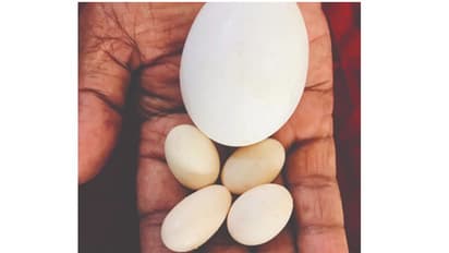 കാട മുട്ടയുടെ വലിപ്പത്തിൽ കോഴി മുട്ട..! കുഞ്ഞൻ മുട്ടയുടെ ചർച്ചയിൽ ഒരു നാട്