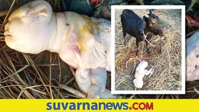 ಏನಿದು ವಿಚಿತ್ರ... ಮನುಷ್ಯರನ್ನು ಹೋಲುವ ಮರಿಗೆ ಜನ್ಮ ನೀಡಿದ ಮೇಕೆ