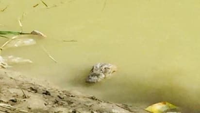 Fishery ಮೀನು ಹಿಡಿಯಲು ಹಾಕಿದ್ದ ಗಾಳಕ್ಕೆ ಬಿದ್ದ ಮೊಸಳೆ ಮರಿ, ಬೆಚ್ಚಿಬಿದ್ದ ಮೀನುಗಾರರು