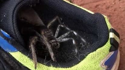 बच्चा जूता पहनने वाला था, लेकिन उसे नहीं पता था इसके अंदर बैठा है इतना विशालकाय कीड़ा...