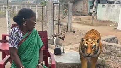 Viral Video: గంగవ్వ ఇంటిలోకి దూసుకొచ్చిన పెద్దపులి.. భయంతో అందరూ హడల్