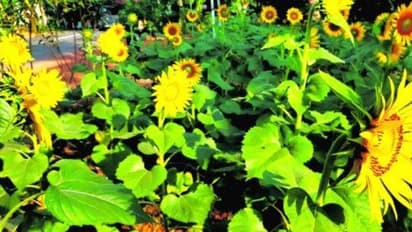 Sunflower blooms : വണ്ടൂരിൽ സംസ്ഥാന പാതയോരത്ത് കണ്ണിന് കുളിര്മയേകി സൂര്യകാന്തി പൂക്കള്