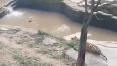 जब बत्तख ने पानी में खेला खूंखार बाघ से लुका-छिपी का खेल, देखें मजेदार वीडियो