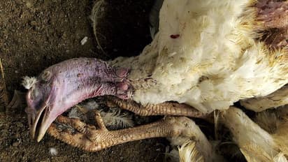 Bird Flu: ഇസ്രായേലില്‍ പക്ഷിപ്പനി: ദേശാടനപ്പക്ഷികള്‍ ചത്തുവീഴുന്നു,  ലക്ഷക്കണക്കിന് കോഴികളെ കൊന്നൊടുക്കി