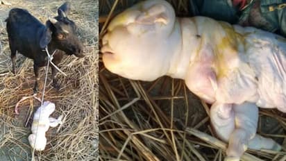 മനുഷ്യമുഖമുള്ള ആട്ടിന് കുഞ്ഞ് പിറന്നു; നടുക്കത്തില് ഒരു നാട്