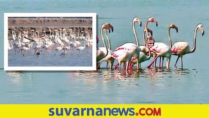 No Visa No Passport... ತಮಿಳುನಾಡಿನ ಈ ಪಕ್ಷಿಧಾಮದಲ್ಲಿ ಈಗ ವಿದೇಶಿಯರದ್ದೇ ಕಲರವ...!