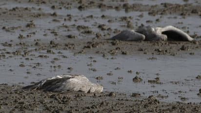 ആലപ്പുഴയിൽ പക്ഷിപ്പനി സ്ഥിരീകരിച്ചു; തിരുമലയ്ക്ക് ചുറ്റും പക്ഷികളെ ഇന്ന് കൊല്ലും