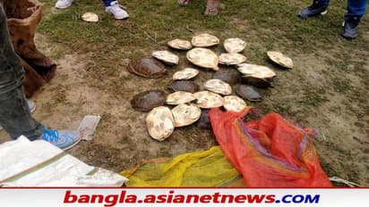 Poaching in West Bengal: পুলিশের জালে ২ চোরা শিকারি, বেলঘড়িয়ায় উদ্ধার ৫০টি বিলুপ্তপ্রায় কচ্ছপ