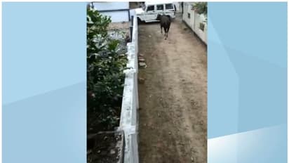 കൊരട്ടിയില് മയക്കുവെടി വെച്ചിട്ടും കാട്ടുപോത്തിനെ പിടികൂടാനായില്ല; വനപ്രദേശത്തേക്ക് കയറിപ്പോയി