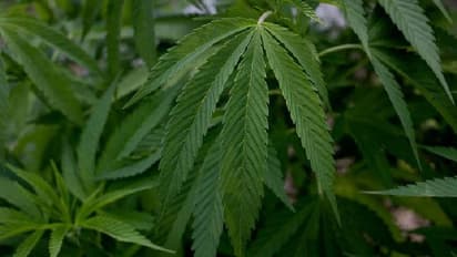 கொரோனாவிலிருந்து காப்பாற்றும் கஞ்சா : அமெரிக்க ஆராய்ச்சியில் செம்ம அதிர்ச்சி.