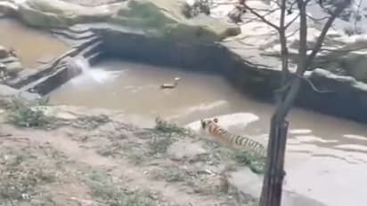 Viral Video: জলের মধ্যে হাঁসের সঙ্গে লুকোচুরি খেলা, হাঁপিয়ে গেল বাঘ