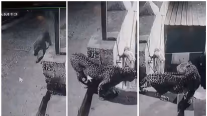 പാലക്കാട് സ്വകാര്യകോളേജ് വളപ്പിൽ പുലിയിറങ്ങി, സിസിടിവി ദൃശ്യങ്ങൾ