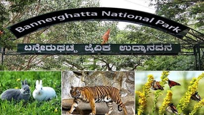 Bannerghatta Zoo ಜನವರಿ 1ರಿಂದ ಬನ್ನೇರುಘಟ್ಟ ಸಫಾರಿ ದುಬಾರಿ, ಇಲ್ಲಿದೆ ಪರಿಷ್ಕತ ದರ  ಪಟ್ಟಿ