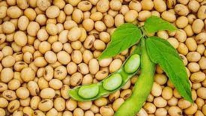 சோயா பீன்ஸ் சாப்பிடுவதால் ஆண்களுக்கு பாலுறவில் ஆர்வம் குறைகிறதா? 