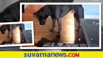 ತನ್ನ ನೆರಳಿನೊಂದಿಗೆ ಆಡುವ ಶ್ವಾನ... ನೆಟ್ಟಿಗರ ಗಮನ ಸೆಳೆದ ಕ್ಯೂಟ್ ವಿಡಿಯೋ