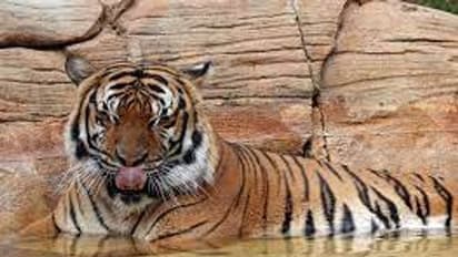 Tiger Killed : മൃഗശാലാ ജീവനക്കാരന്റെ കൈപ്പത്തി  കടിച്ചെടുത്ത കടുവയെ  വെടിവെച്ചുകൊന്നു