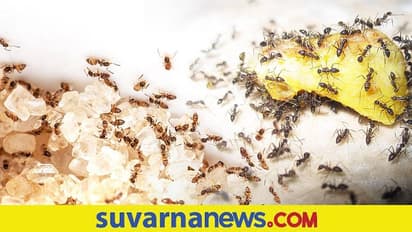 Home Remedies : ಆಹ್ವಾನಿಸದೆ ಮನೆಗೆ ಪದೇ ಪದೇ ಬರುವ ಇರುವೆಗೆ ಹೀಗೆ ಹೇಳಿ ಬೈ ಬೈ
