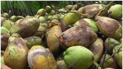 അപകടത്തില്പ്പെട്ട് തേങ്ങാലോറി; റോഡില് നിരന്ന് തേങ്ങകള്, പിന്നീട് നടന്നത്...