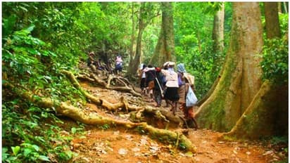 Sabarimala Pilgrimage : കരിമല പാത തീര്‍ത്ഥാടകര്‍ക്കായി തുറന്നു; യാത്ര പകല്‍ മാത്രം