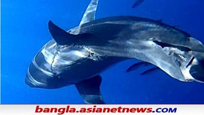সমুদ্রে লুকিয়ে কোন অজানা রাক্ষুসে প্রাণী, সাদা হাঙ্গরের গায়ে কামড়ের দাগ - শোরগোল বিশ্বে