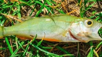 Animal rain : ടെക്സാസിൽ മീൻമഴ, ആകാശത്ത് നിന്നും പെയ്തിറങ്ങിയത് മീനുകൾ, അന്തംവിട്ട് കാഴ്ച്ചക്കാർ