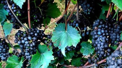 నల్ల ద్రాక్షను తీసుకుంటే ఆరోగ్యానికి, చర్మ సౌందర్యానికి కలిగే ప్రయోజనాలు బోలెడు!