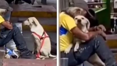 വീടില്ലാത്ത മനുഷ്യനെ കെട്ടിപ്പിടിച്ച് ആശ്വാസം നൽകി ഒരു നായ, കണ്ണും മനസും നിറയ്ക്കുന്ന വീഡിയോ