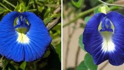 శంఖుపూల మొక్కతో ఆశ్చర్యకరమైన ఆరోగ్య ప్రయోజనాలు?