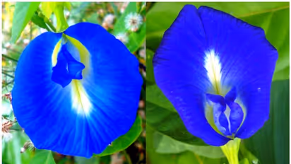 টাকা দেবে নীল রঙের অপরাজিত ফুল- আনবে কর্মজীবনে সাফল্য, জানুন ফুল দিয়ে কী করবেন