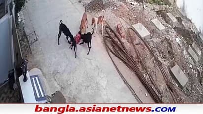 Bhopal Stray Dogs: ৪ বছরের মেয়েকে রক্তাক্ত করল ৫টি কুকুর, ভয়ঙ্কর ভিডিও ভাইরাল