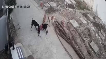 Stray Dogs Attack : തെരുവ് നായ്ക്കൾ കൂട്ടമായി കടിച്ചു കുടഞ്ഞു, ഭോപ്പാലിൽ നാല് വയസ്സുകാരി ആശുപത്രിയിൽ