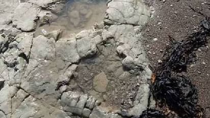 Sauropodomorpha footprint : 20 കോടി വർഷം പഴക്കമുള്ള ദിനോസർ കാൽപ്പാടുകൾ! ഇനത്തെ മനസിലാക്കി ​ഗവേഷകർ