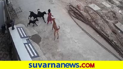 ಬೀದಿ ನಾಯಿಗಳ ಅಟ್ಟಹಾಸ, ಆಟವಾಡುತ್ತಿದ್ದ ಪುಟ್ಟ ಕಂದನ ಕಚ್ಚಿ ಎಳೆದಾಡಿದ ಶ್ವಾನಗಳು!