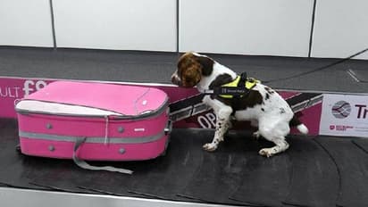 Dog detectors : വിമാനത്താവളങ്ങളിലും തുറമുഖങ്ങളിലും പരിശോധനയ്ക്ക് നായകളുടെ സംഘം!